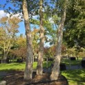 Quercus Suber - 3