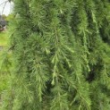 Cedrus deodara 'Pendula' - 1