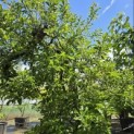 malus domestica 'Elstar' - Foto 4