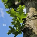 Platanus cultivar - Foto 4