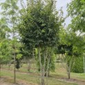 Parrotia persica 'Vanessa' - Foto 4