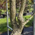 Quercus Suber - Foto 7