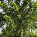 Taxus baccata dovastoniana 'Aurea Pendula' - 3