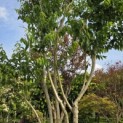 Heptacodium miconioides - 9