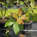 Quercus ilex - 7