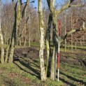 Platanus x Hispanica - 1