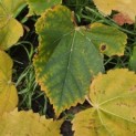 Tilia cordata 'Winter Orange' - Foto 5