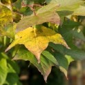 Liquidambar formosana var. monticola - 2