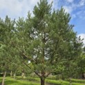 Pinus sylvestris - 4