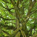 Carpinus betulus 'Fastigiata' (Frans Fontaine) - 2