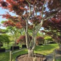Acer palmatum 'Atropurpureum' - 3