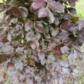 Fagus sylvatica 'Atropunicea' - 2