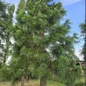 Sequoiadendron giganteum - Foto 4