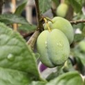 Prunus domestica 'Reine Victoria' - Foto 1