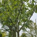 Castanea sativa 'Lyon' - 1