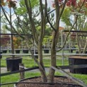 Parrotia persica - 6