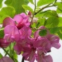 #215 Robinia margaretta 'Casque Rouge' Rote Akazie