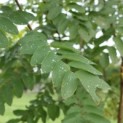 #215 Robinia margaretta 'Casque Rouge' Rote Akazie