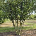 Prunus laurocerasus 'Caucasica' - 2