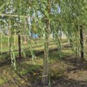Salix x sepulcralis 'Chrysocoma' - Foto 1