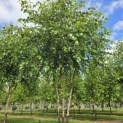 Betula nigra - 4