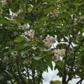 Catalpa erubescens 'Purpurea' - Foto 5