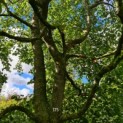 fagus sylvatica klimboom nr 175