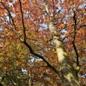 Fagus sylvatica 'Atropunicea' - 5