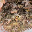 Acer plat. 'Crimson King' - Foto 1