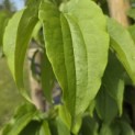 Heptacodium miconioides - Foto 6