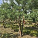 Pinus sylvestris - Foto 6