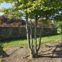 Carpinus Betulus - 1