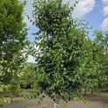 Cornus mas - 3
