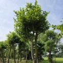 Platanus x Hispanica - 2