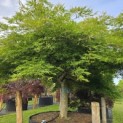 Acer palmatum 'Dissectum' - 2