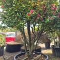 Camellia japonica - 1