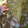 Fagus sylvatica 'Atropunicea' - 4