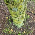 Carpinus betulus 'Frans Fontaine'   (Fastigiata) - Foto 1