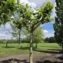 Platanus hispanica - eind mei 2026