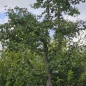 Ginkgo biloba - Foto 4