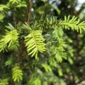 Taxus baccata - 4