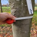 Fagus sylvatica 'Atropunicea' - 3