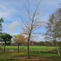 Fagus sylvatica 'Atropunicea' - 2