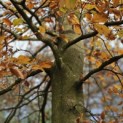 Fagus sylvatica 'Atropunicea' - 1