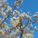 Amelanchier lamarckii - 5