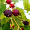 Amelanchier lamarckii - 2
