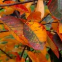 Amelanchier lamarckii - 4