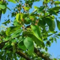 Amelanchier lamarckii - 1