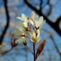 Amelanchier lamarckii - 3