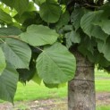 Tilia americana 'Nova' - 2